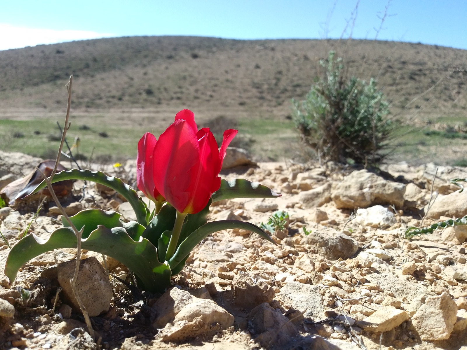 Tulip Desert Blossom Mitzpe Ramon.jpeg