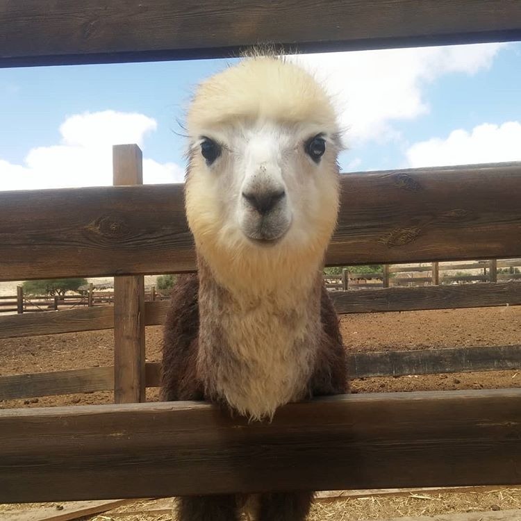 חוות אלפקות מצפה רמון