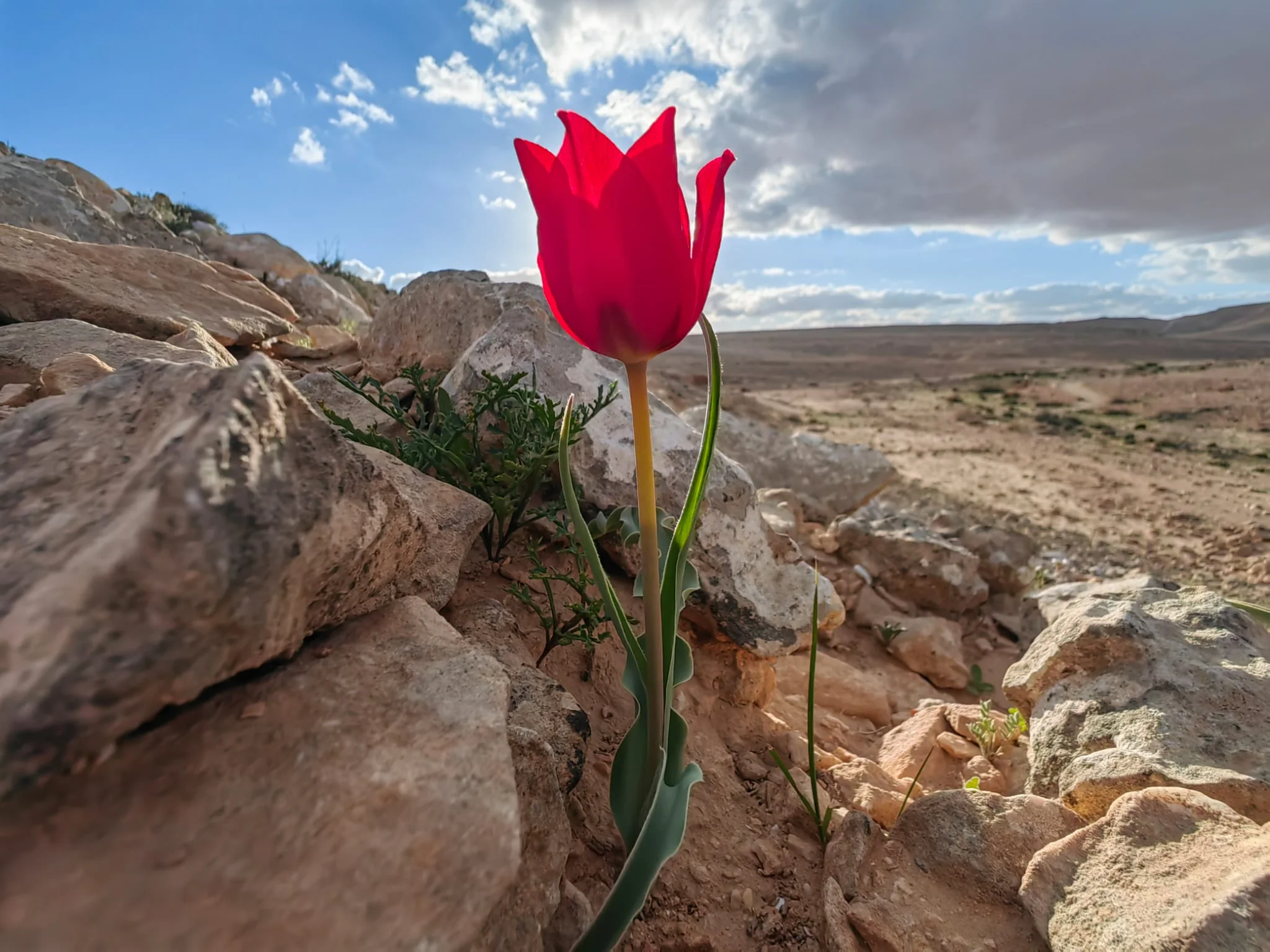 צבעוני בטיול ג'יפים מכתש רמון
