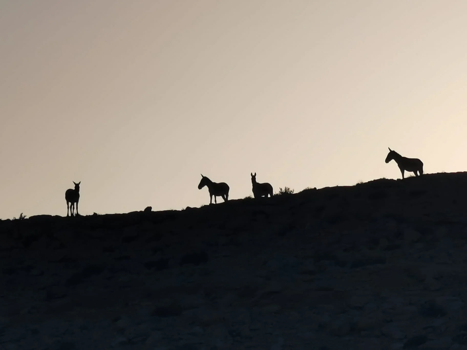 פסגת מדבר פרא במכתש רמון