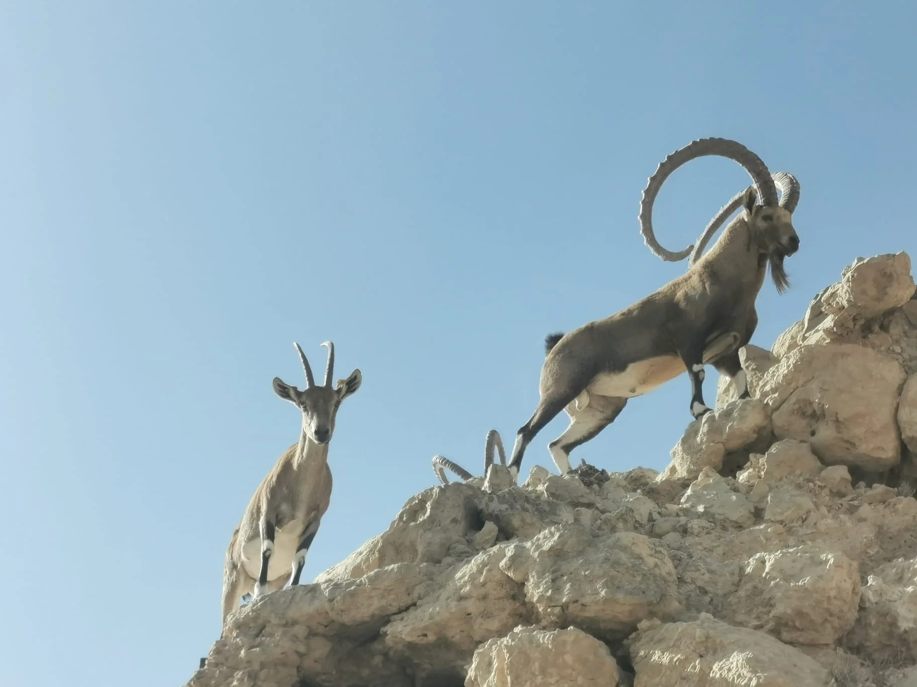 פסגת מדבר טיול ג'יפים יעל במכתש רמון