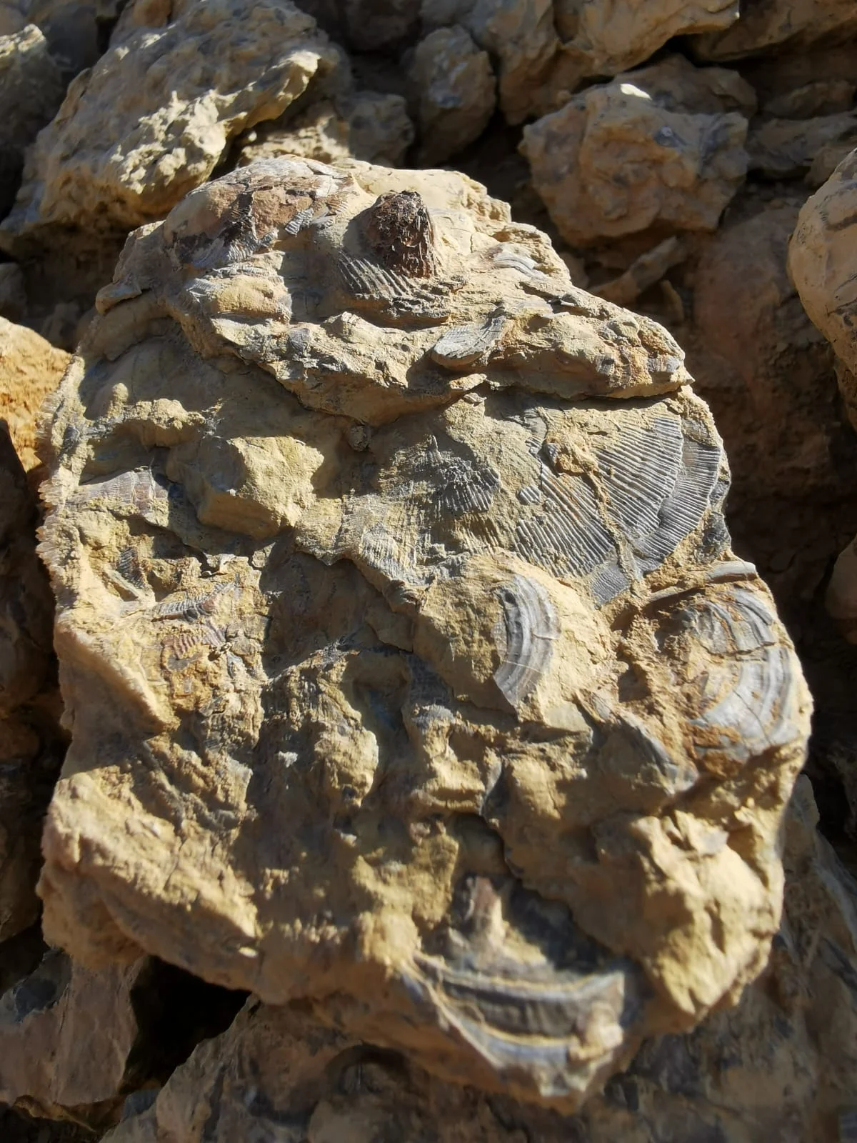 מאובן מכתש רמון פסגת מדבר טיולי ג'יפים