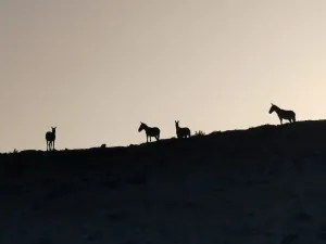 wild donky mitzpe ramon
